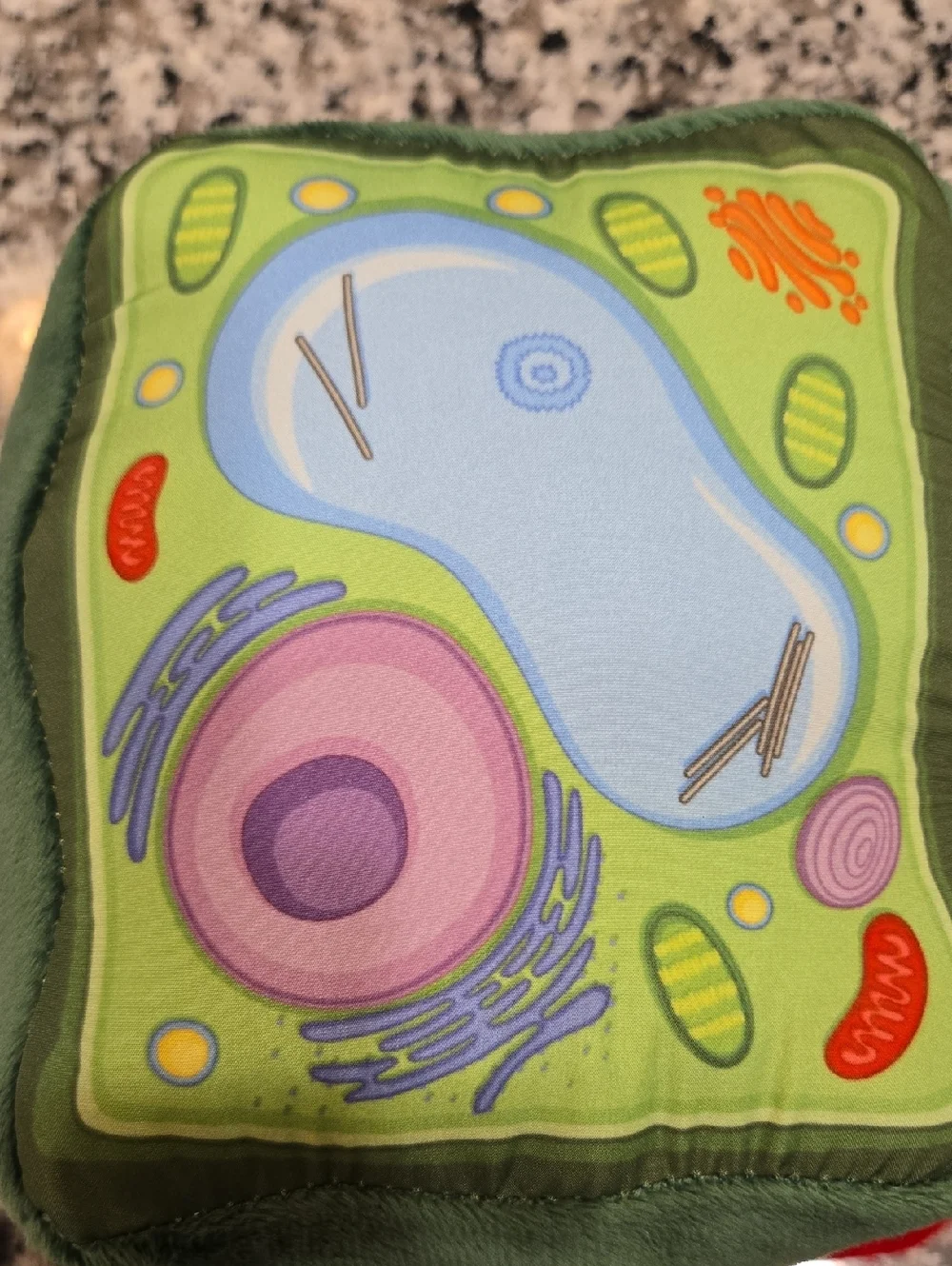 GIANT MICROBES PLANT CELLS PLUSH EDUCATIOAL PLUSH BY DREW OLIVER .